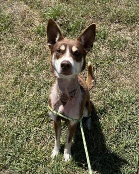 Maya -  Siberian Husky Dog for Adoption in Richmond, Virginia - Maya | PetCurious