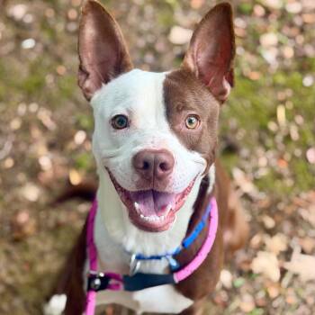 Mud Pie -  Mixed Breed Dog for Adoption in Asheville, North Carolina - Mud Pie | PetCurious
