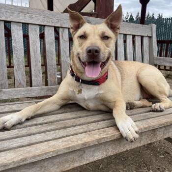 Rescue Husky and Pit Bull Terrier Dogs for Adoption in Lake Oswego, Oregon - Sydney | PetCurious