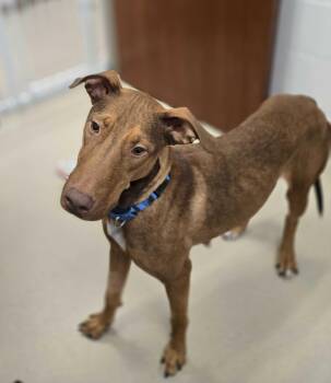 Doberman Pinscher Dogs Available for Adoption - Guinevere  | PetCurious