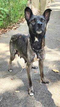 Pickles -  Dutch Shepherd Dog for Adoption in Lawrenceburg, Tennessee - Pickles | PetCurious