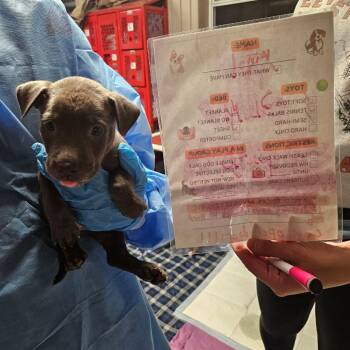 Pumbaa-18 -  American Staffordshire Terrier Dog for Adoption in Jasper, Indiana - Pumbaa-18 | PetCurious