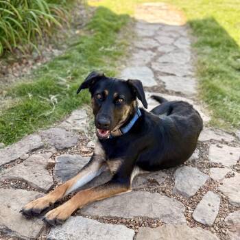 Rescue German Shepherd Dog and Labrador Retriever Dogs for Adoption in Byhalia, Mississippi - Johnny | PetCurious