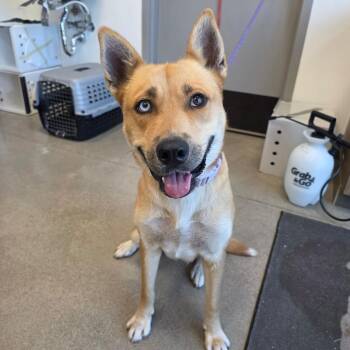 Iris -  Mixed Breed Dog for Adoption in Sand Springs, Oklahoma - Iris | PetCurious