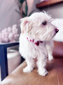 Dwight West -  Maltese and West Highland White Terrier Westie Dog for Adoption in Valrico, Florida - Dwight West | PetCurious