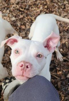 Terrier and Mixed Breed Dogs Available for Adoption - Mayze | PetCurious