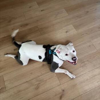 Ace D12535 -  Pit Bull Terrier and Staffordshire Bull Terrier Dog for Adoption - Ace D12535 | PetCurious