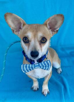 Rescue Chihuahua Dogs for Adoption in Newport Beach, California - Disney | PetCurious