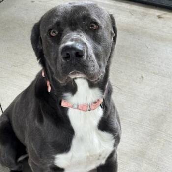 Goober -  Retriever Dog for Adoption in Galax, Virginia - Goober | PetCurious