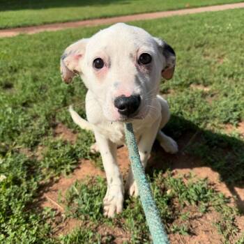 Lady -  Shepherd and Pit Bull Terrier Dog Available for Adoption in Stillwater, Oklahoma - Lady | PetCurious