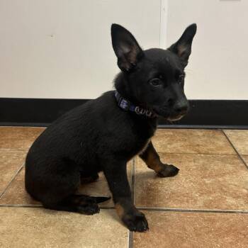 FWT Kirby -  Shepherd and Cattle Dog Dog for Adoption in Midland, Texas - FWT Kirby | PetCurious