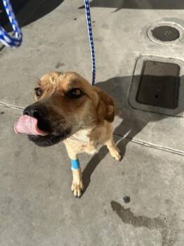 Harmony -  German Shepherd Dog Dog for Adoption in Victorville, California - Harmony | PetCurious