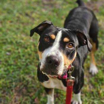 Mixed Breed Dogs Available for Adoption - Alberta | PetCurious