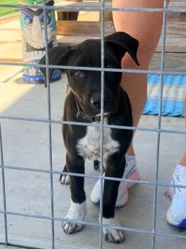 Labrador Retriever and Dalmatian Dogs Available for Adoption in Rockport, Texas - Forn | PetCurious