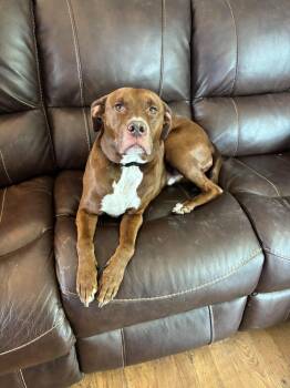 Chaos -  Terrier Dog for Adoption in Huber Heights, Ohio - Chaos | PetCurious
