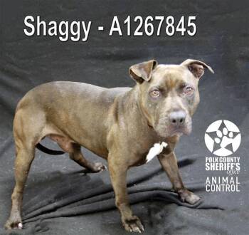 American Bulldog and Mixed Breed Dogs Available for Adoption in Winter Haven, Florida - SHAGGY | PetCurious