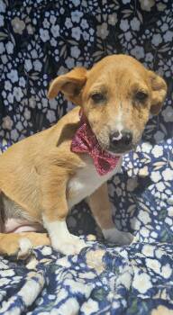 Glen Of Imaal Terrier and Belgian Shepherd Malinois Dogs Available for Adoption - Jesse | PetCurious