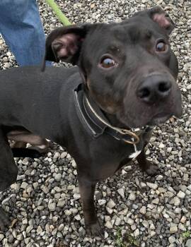 Black Labrador Retriever Dogs Available for Adoption - Mouse | PetCurious