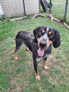 SPIDER -  Bluetick Coonhound Dog for Adoption in Ironwood, Michigan - SPIDER | PetCurious