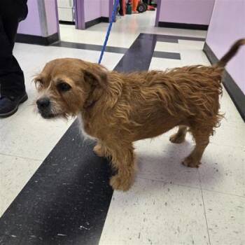 61647813 -  Terrier and Mixed Breed Dog for Adoption in El Paso, Texas - 61647813 | PetCurious