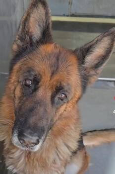 German Shepherd Dog Dogs Available for Adoption in Frazier Park, California - Barqs | PetCurious
