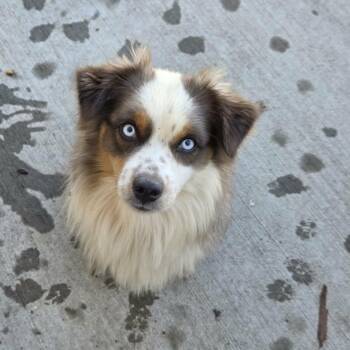 Smokey -  Australian Shepherd Dog for Adoption in Lancaster, Kentucky - Smokey | PetCurious