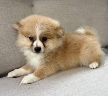Ace -  Pomeranian Dog for Adoption in New Baltimore, Michigan - Ace | PetCurious