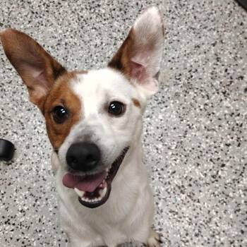 Jareth -  Rat Terrier Dog for Adoption in Lakeland, Florida - Jareth | PetCurious