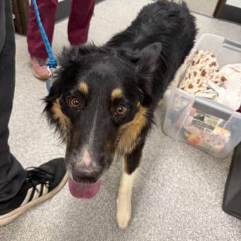 Collie and Australian Shepherd Dogs Available for Adoption in Durango, Colorado - Jesse-James | PetCurious