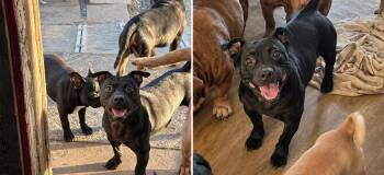 Shadow -  Basset Hound and Pit Bull Terrier Dog for Adoption in Amarillo, Texas - Shadow | PetCurious