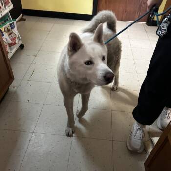 Coco -  Mixed Breed Dog for Adoption in Davenport, Iowa - Coco | PetCurious