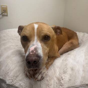 Mixed Breed Dogs Available for Adoption in Chattanooga, Tennessee - Delilah | PetCurious