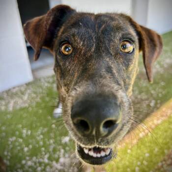 Starburst -  Mixed Breed Dog for Adoption in Englewood, Florida - Starburst | PetCurious