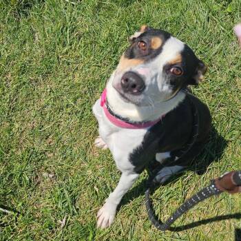 Stormie Jade -  Terrier and Mixed Breed Dog for Adoption in Binghamton, New York - Stormie Jade | PetCurious