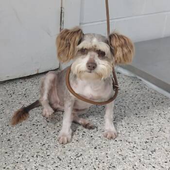 Nala -  Miniature Poodle and Miniature Schnauzer Dog for Adoption in Hattiesburg, Mississippi - Nala | PetCurious