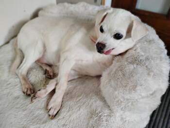 Rescue Pug and Chihuahua Dogs for Adoption in Salisbury, Maryland - Piglet | PetCurious