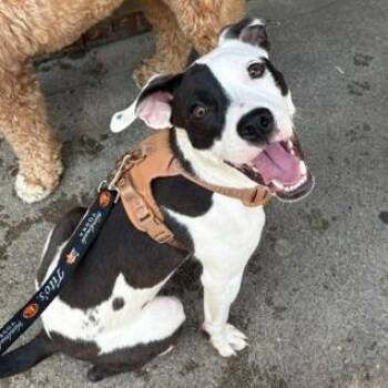 Paloma -  Mixed Breed Dog for Adoption in Cincinnati, Ohio - Paloma | PetCurious