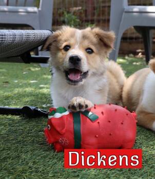 Australian Shepherd Dogs Available for Adoption in Southlake, Texas - Dickens | PetCurious