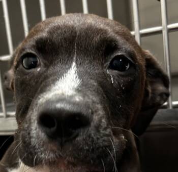 Rescue Mixed Breed Dogs for Adoption in Spartanburg, South Carolina - Morty | PetCurious