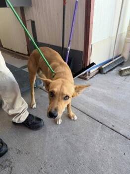Tres -  Shepherd and Mixed Breed Dog for Adoption in El Paso, Texas - Tres | PetCurious