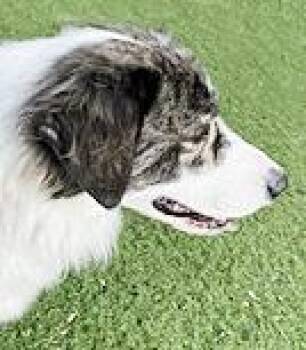 Australian Shepherd and Border Collie Dogs Available for Adoption - Rubin | PetCurious