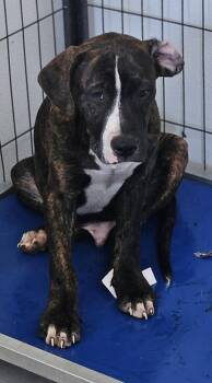 Mastiff and Staffordshire Bull Terrier Dogs Available for Adoption - Hatterton | PetCurious