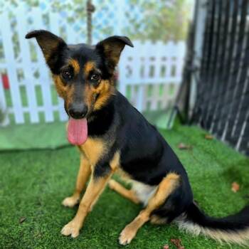 German Shepherd Dog Dogs Available for Adoption in Long Beach, California - POPPY | PetCurious