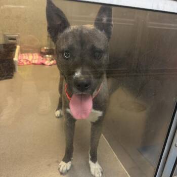 Sumatra -  Akita and Pit Bull Terrier Dog for Adoption in Baltimore, Maryland - Sumatra | PetCurious