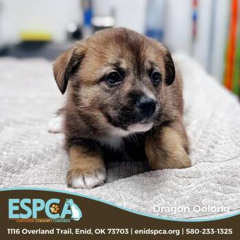 Mixed Breed Dogs Available for Adoption - Dragon Oolong | PetCurious