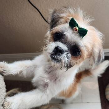 Shih Tzu and Poodle Dogs Available for Adoption in Pflugerville, Texas - Venus | PetCurious