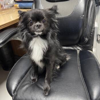 Mylo -  Pomeranian and Chihuahua Dog for Adoption in Hartford, Kentucky - Mylo | PetCurious