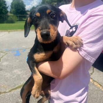 Mazi -  Mixed Breed Dog for Adoption in Corinth, Mississippi - Mazi | PetCurious