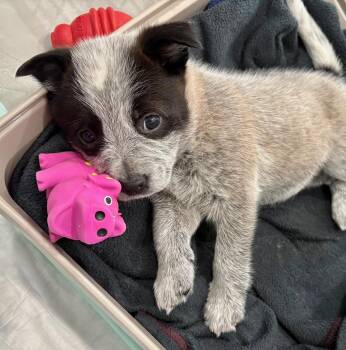 Australian Cattle Dog Blue Heeler Dogs Available for Adoption - MACADAMIA | PetCurious