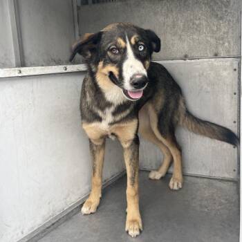 Chapina -  Shepherd and Husky Dog for Adoption in Edinburg, Texas - Chapina | PetCurious